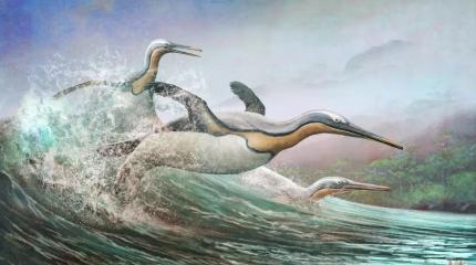 Левиафаны южных морей: Клювы-кинжалы, двухметровый рост и 150 кг веса Левиафаны южных морей: Клювы-кинжалы, двухметровый рост и 150 кг веса