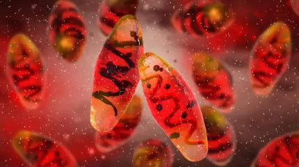 ДНК 4000-летней овцы оказалось ключом к древней тайне, стоившей жизни миллионам