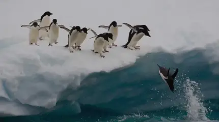 Что массово убивало пингвинов в 2024-м: ученые подозревали птичий грипп, но они ошибались