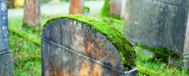 Кусочек мха помог раскрыть запутанное дело о разграблении могил