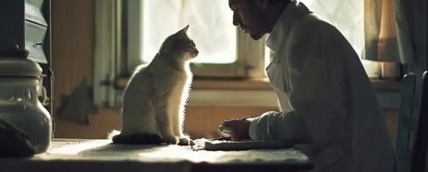 Почему кошки-терапевты могут быть лучше собак? Почему кошки-терапевты могут быть лучше собак?
