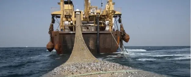 Немедленно запретить «украинский» трал в Азовском море: почему российские ученые предлагают вернуться к советским технологиям?