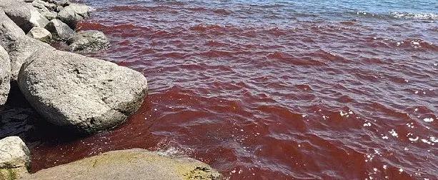 Галилейское море в Израиле таинственным образом окрасилось в кроваво-красный цвет Галилейское море в Израиле таинственным образом окрасилось в кроваво-красный цвет