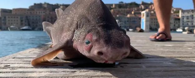 Оказалось, что угловатая акула со свиной мордой хрюкает при поимке