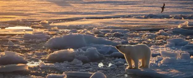 Вымирание откладывается: белые медведи на этом острове стремительно набирают вес