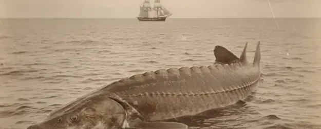 Почему Кубань ушла в Азовское море: история одной рукотворной катастрофы