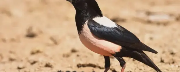 Это удивительно: в среднем полосе России стали массово появляться редкие птицы