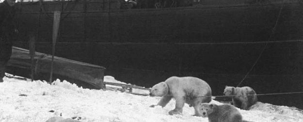 Вместо ездовых собак… полярные медведи: чем закончились эксперименты путешественника Седова?