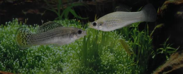 Гениальное ДНК-«мошенничество»: ученые раскрыли секрет рыбы, которая плевать хотела на главные законы биологии