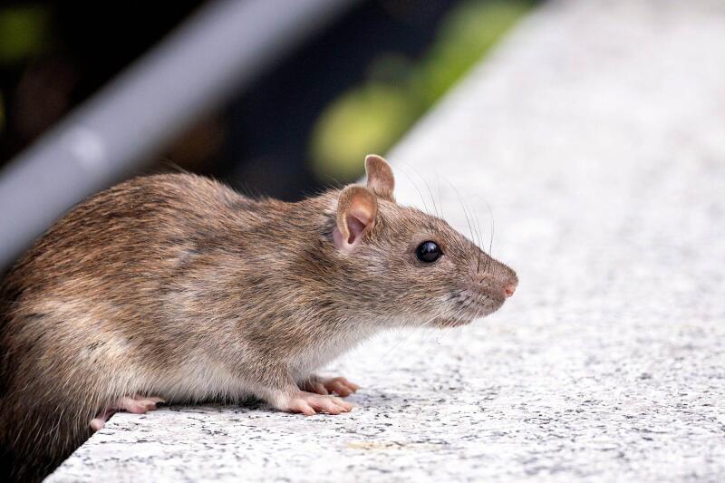 Британские крысоловы используют распознавание морд для борьбы с врагом