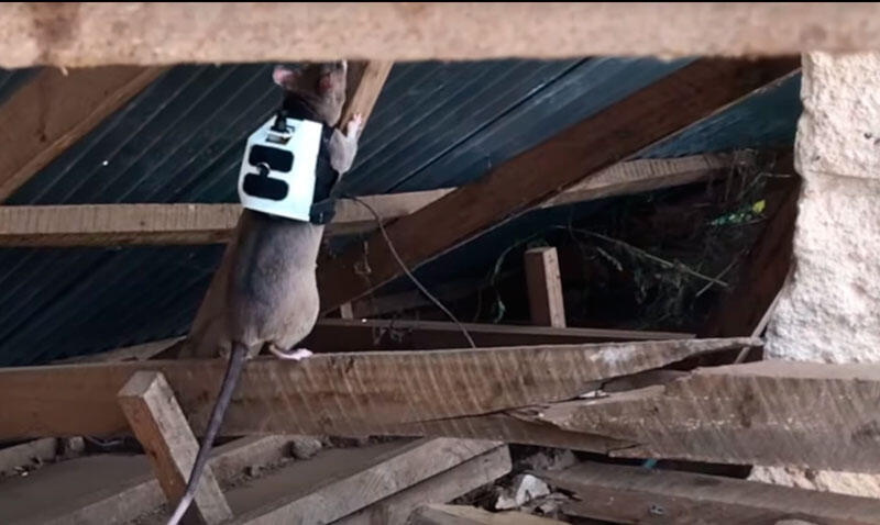 Крысы-спасатели находят людей под завалами и вызывают помощь по радио
