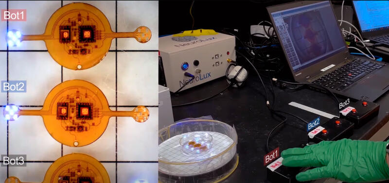 Биогибридный робот использует настоящую мышечную ткань мыши для управления в реальном времени