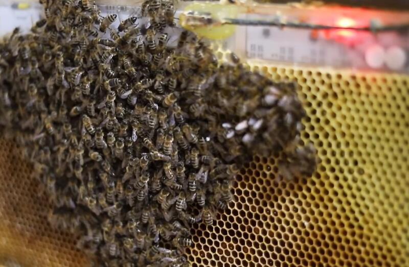 Роботизированный улей спасёт пчёл