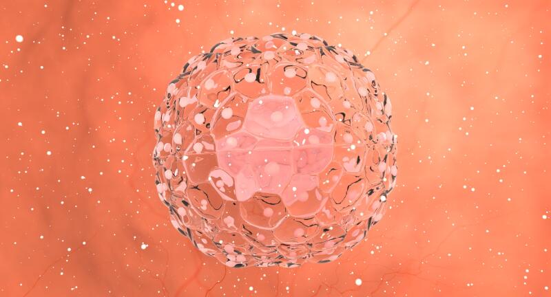 В Китае вырастили искусственных зародышей из стволовых клеток