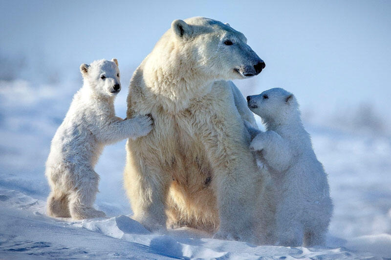 Изучение белых медведей помогло создать необычный материал для защиты от низких температур