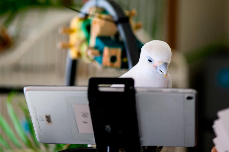 Попугаев научили звонить другим попугаям по видеосвязи