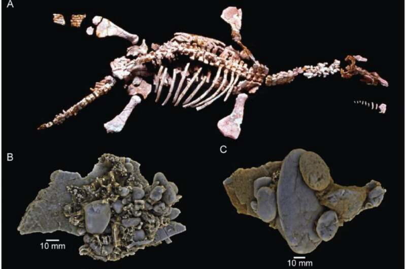 Рентген и научный анализ показали, что ел перед смертью плезиозавр Эрик