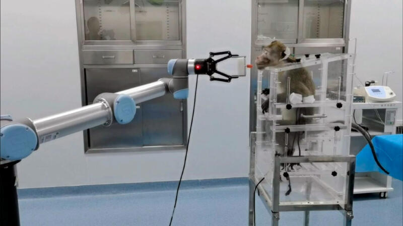 Как обезьяна научилась двигать рукой без рук: сенсационный эксперимент китайских ученых