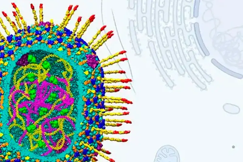 Вирус с огромным геномом научили программировать клетки на исцеление