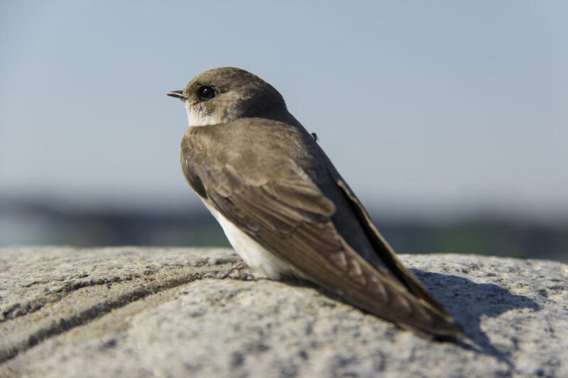 Секретная хромосома певчих птиц: что скрывает генетический элемент, которого нет у других животных?