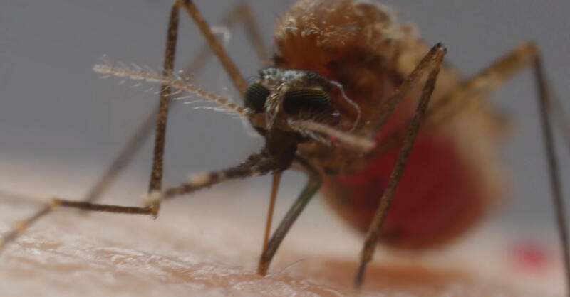 Ученые построили гигантскую приманку с запахом человека, чтобы узнать, как комары нас находят