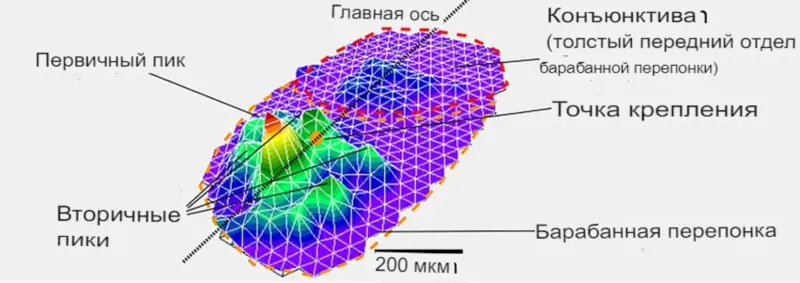 Уши насекомых вдохновили ученых на создание сверхэффективных микрофонов