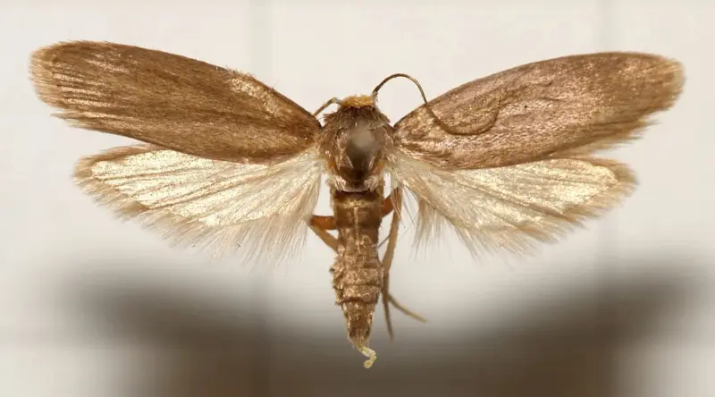 Уши насекомых вдохновили ученых на создание сверхэффективных микрофонов