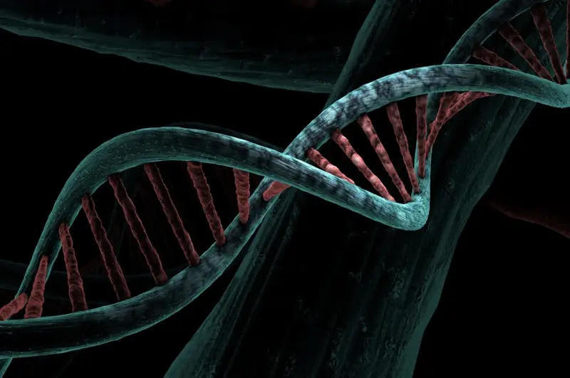 Широко используемый искусственный подсластитель разрушает ДНК