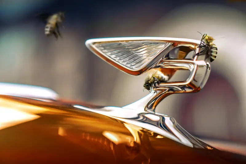 Как пчелы помогают предотвращать аварии на дорогах
