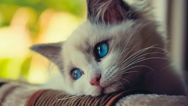 Как узнать что вашей кошке больно? Японцы научились это делать по фото