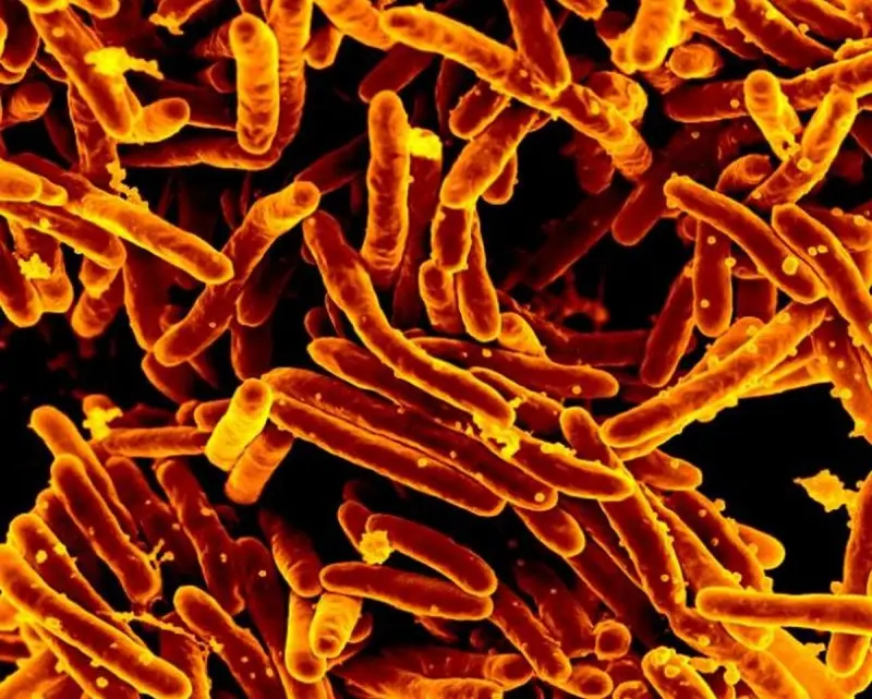 Опять от той же фирмы: В США десятки человек заразили туберкулёзом при трансплантациях