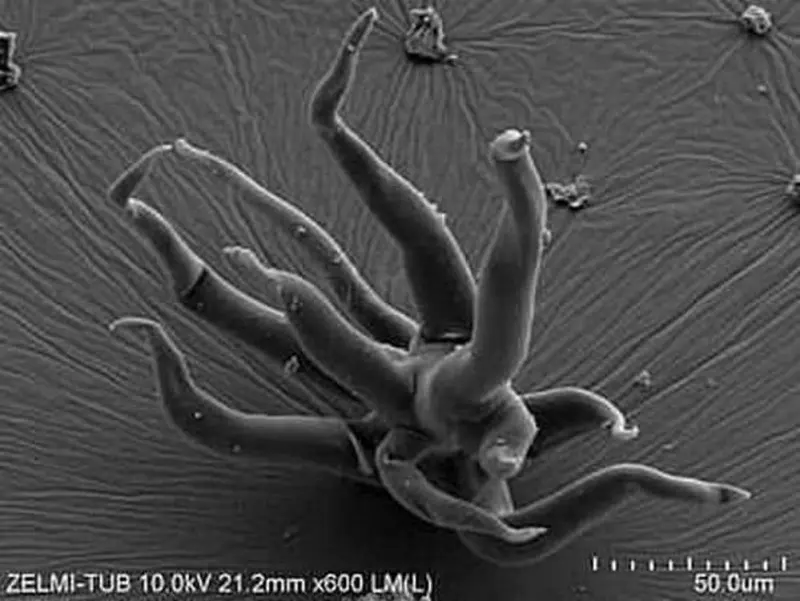 Найдены удивительные окаменелости микробов, которым по 1,5 миллиарда лет