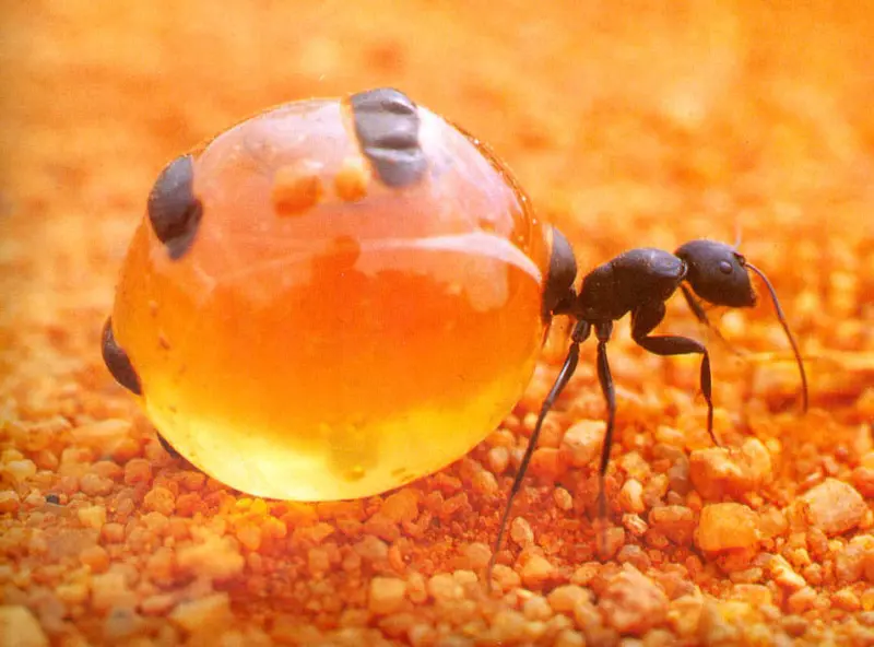 Медовые муравьи: сладкий антибиотик из пустыни