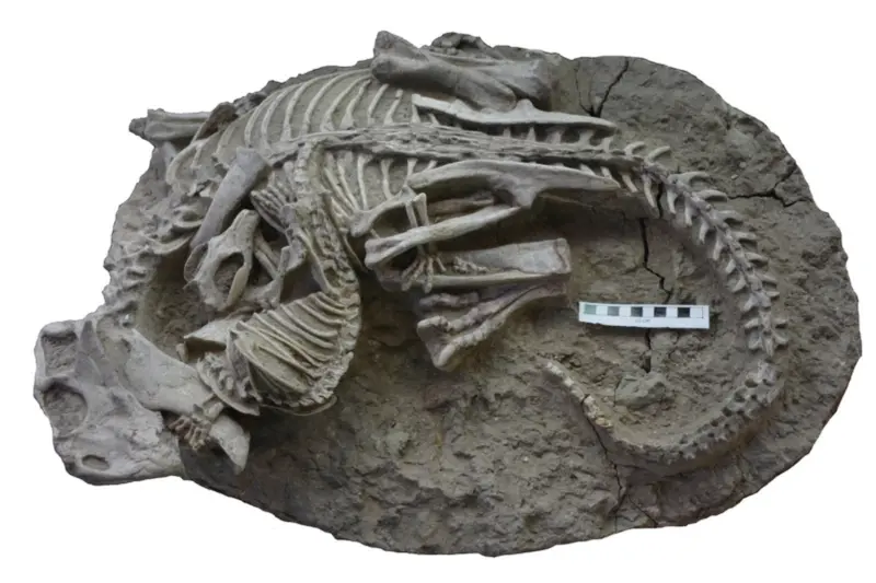 Кости древнейшей схватки: млекопитающее грызло динозавра перед внезапной гибелью обоих