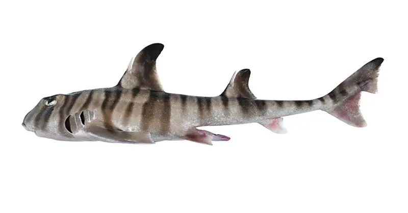 Исследователи нашли новый вид австралийской акулы