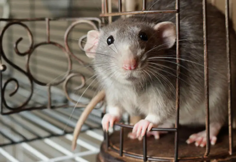 Как игры и лабиринты делают крыс умнее: открытие нейробиологов БФУ