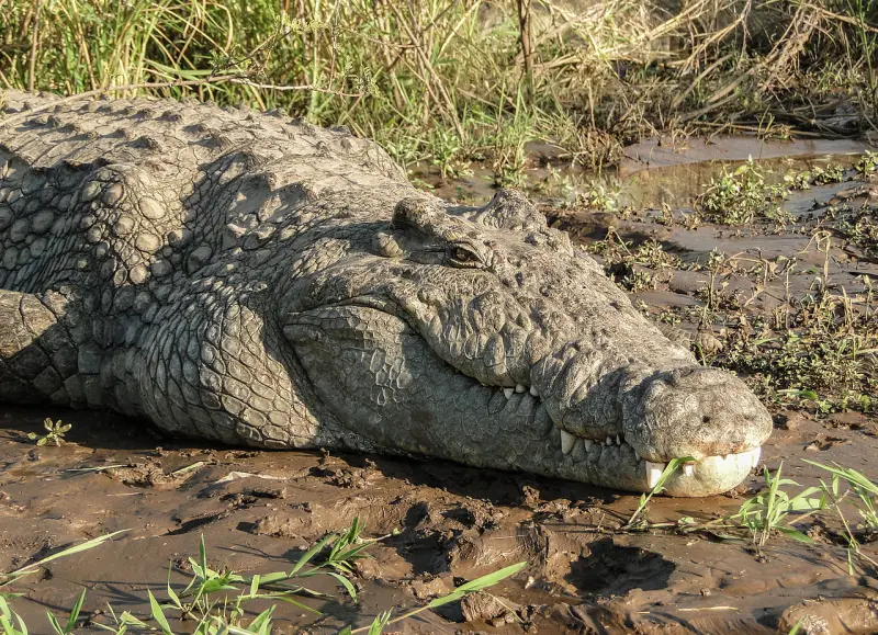 У нильских крокодилов обнаружили врождённую реакцию на детский плач