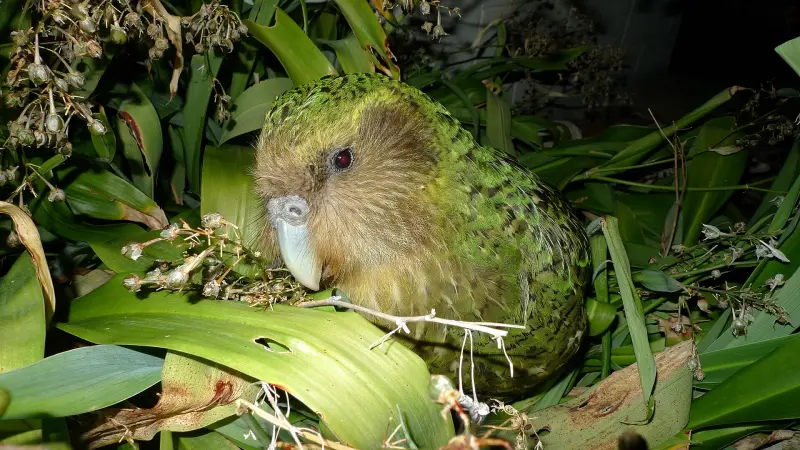 Ради спасения: учёные секвенировали геном самых редких попугаев в мире
