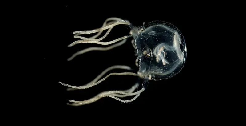 Чем они вообще думают: оказалось, что медузы могут обучаться, не имея мозга