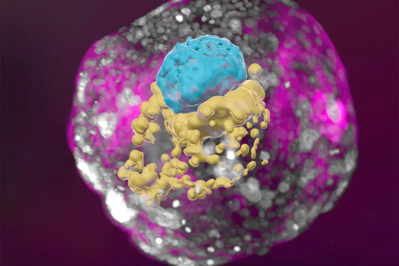 Стволовые клетки в роли родителей: как ученые вырастили человеческие эмбрионы в лаборатории