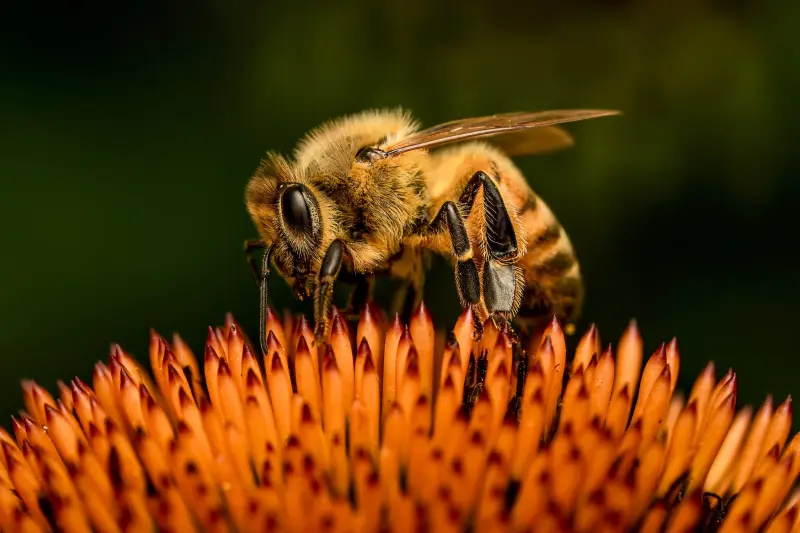 Пчёлы могут принимать решения лучше и быстрее, чем люди