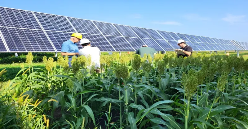 Новая технология объединяет солнечную энергию и сельскохозяйственное производство для генерации электроэнергии