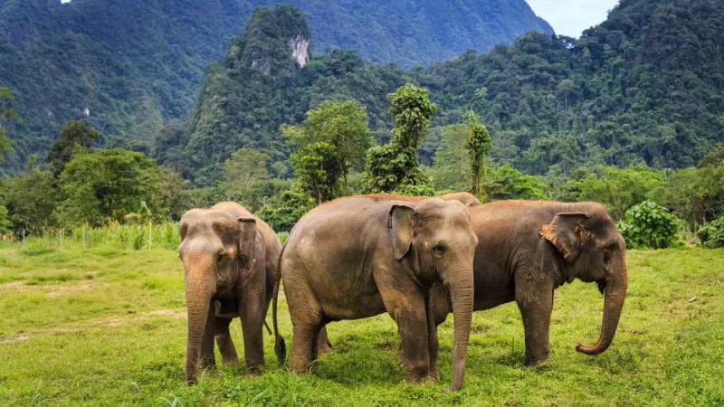 Способны ли слоны к инновациям? Отвечают экспериментаторы