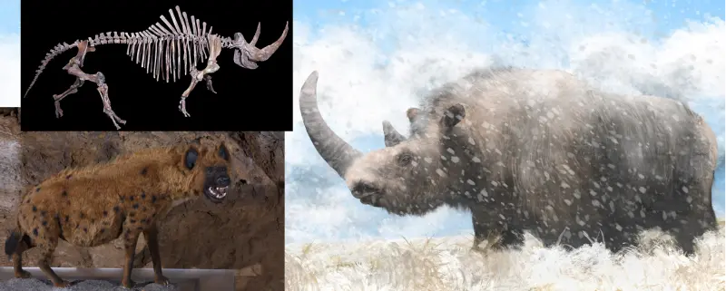 Привет из ледникового периода: помёт гиены сохранил геном шерстистого носорога