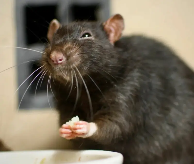 Крысы способны контролировать свои мысли, проявлять воображение и осуществлять планирование, точно так же, как люди