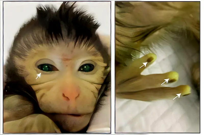 Родилась первая обезьяна-химера с чужими стволовыми клетками