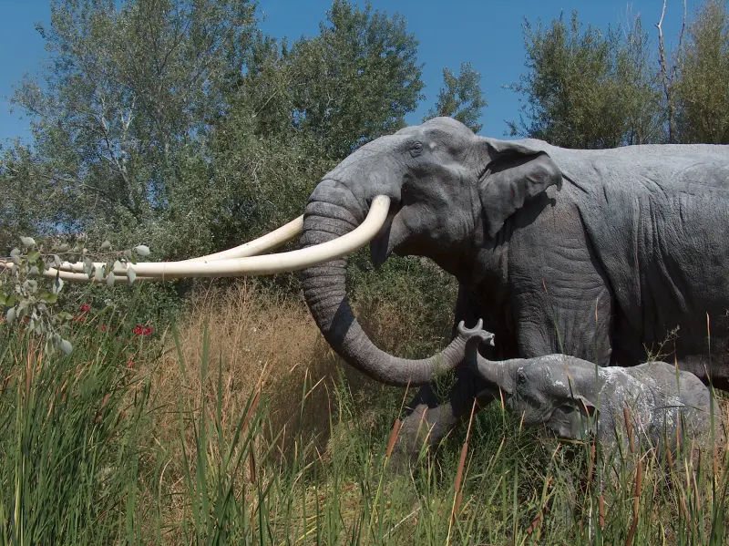 Ещё одно доказательство: европейских слонов с прямыми бивнями ели неандертальцы
