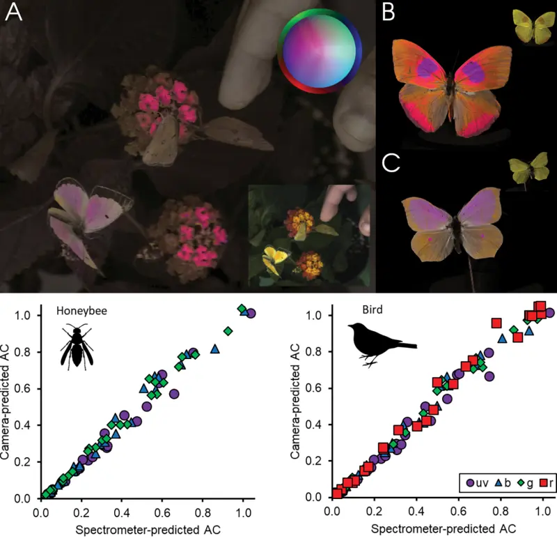 Новая видеокамера передала, как птицы и пчёлы воспринимают цвета