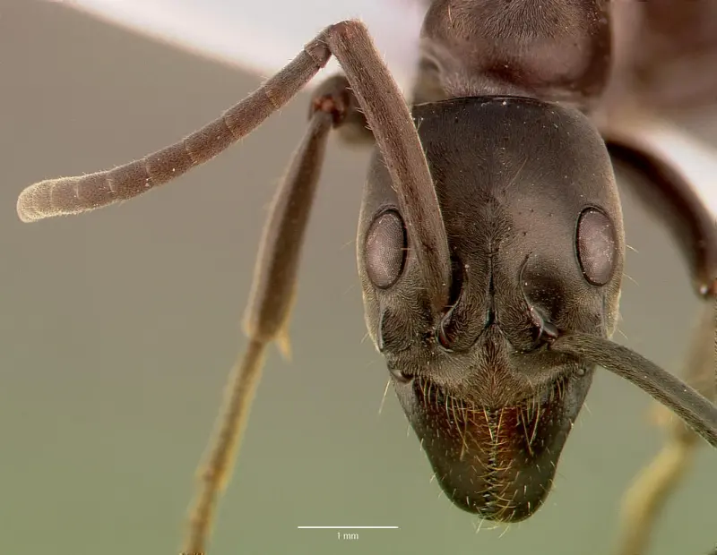 Африканские муравьи распознают инфицированные раны и лечат их антибиотиками
