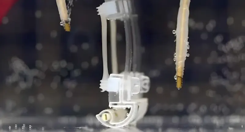 Биогибрид: учёные спроектировали робота, шагающего за счёт мышечной ткани